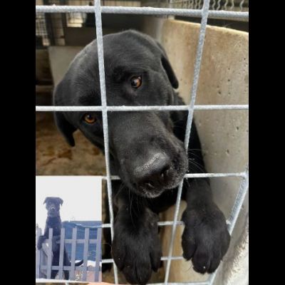 SIRIUS FANTASTICO MIX LABRADOR CANE IN ADOZIONE - Foto 3
