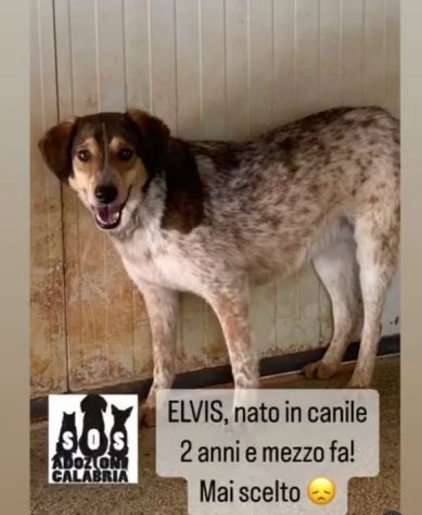 ELVIS E COOKY CAGNOLINI IN ADOZIONE - Foto 3