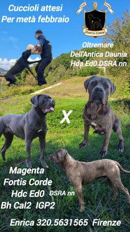 Cane Corso cucciola - Foto 2