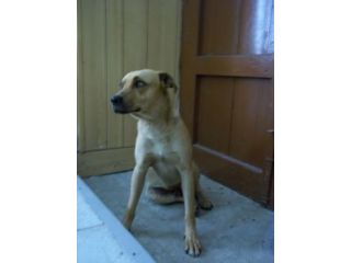 JONNY, il cane che abbraccia