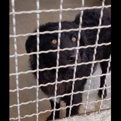 Giò Giò occhi magici, carattere splendido cane in adozione