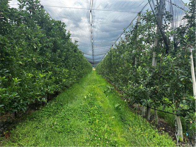 V000421 - TERRENO AGRICOLO DI 6,9 ETTARI IN VENDITA A RONCEGNO TERME