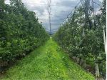V000421 - TERRENO AGRICOLO DI 6,9 ETTARI IN VENDITA A RONCEGNO TERME