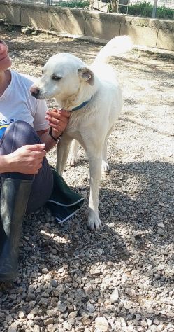 CALI' CAGNOLINO IN ADOZIONE - Foto 5