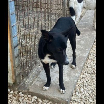 OREO CERCA UNA FAMIGLIA TUTTA SUA, CAGNOLINO IN ADOZIONE - Foto 9
