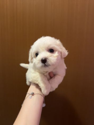 Cuccioli Maltese - Foto 4