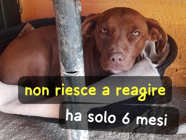 RIO CUCCIOLO 6 MESI TAGLIA MEDIA