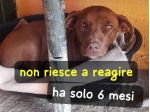 RIO CUCCIOLO 6 MESI TAGLIA MEDIA
