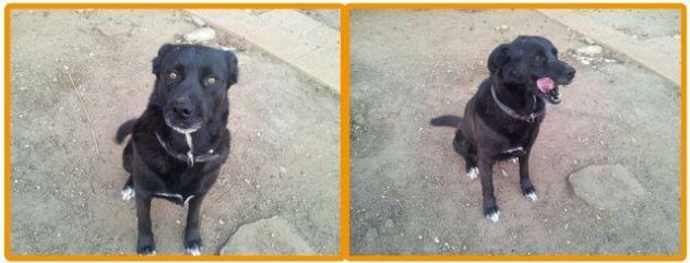 MAX, cagnolone dolce e mansueto - Foto 2