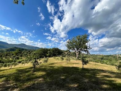 Vendesi azienda agricola biologica con uliveto, querce e casale – Altomonte (CS) - Foto 7