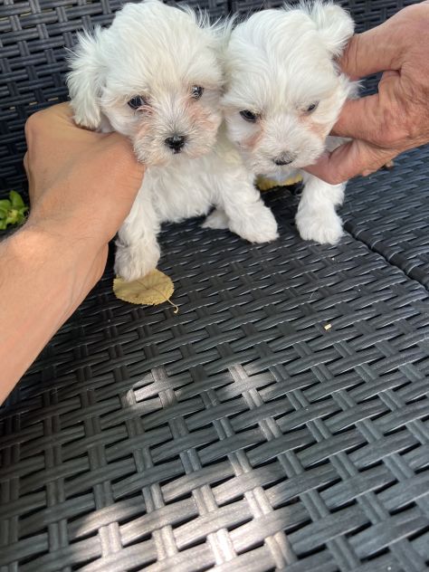Maltese Toy - Foto 3