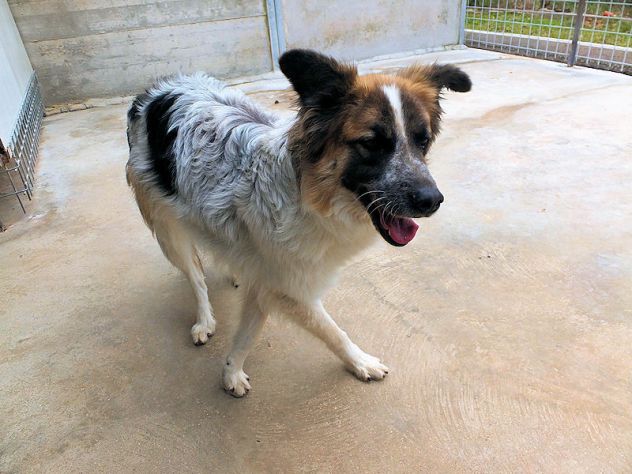 Coby bellissimo di taglia mediogrande - Foto 6