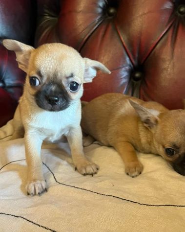 Cuccioli di chihuahua pelo corto e pelo lungo
