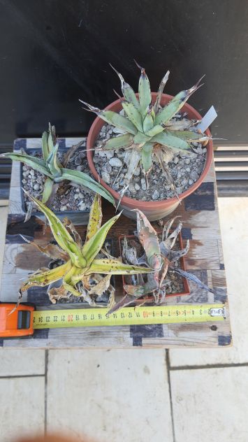 4 Agave Mini Da Collezione - Piante Grasse Cactus - Foto 5
