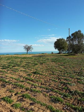 Agricolo in vendita a Cupra Marittima - Foto 13