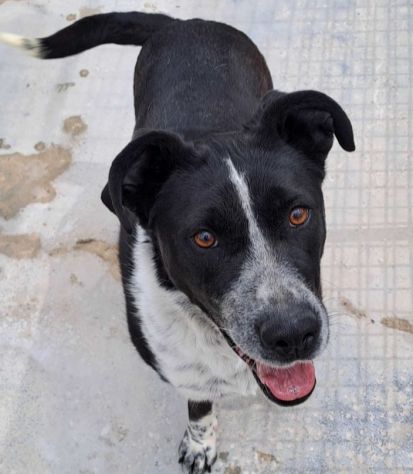 Femmina 5anni salvata 3anni fa.PUGLIA SOS SOS