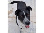 Femmina 5anni salvata 3anni fa.PUGLIA SOS SOS