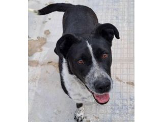 Femmina 5anni salvata 3anni fa.PUGLIA SOS SOS