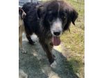 Milo