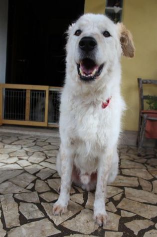 BREE, pastore socievole con tutti - Foto 2