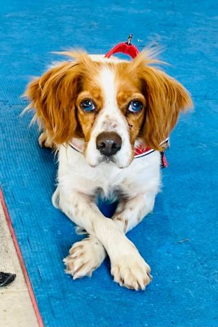 LILLY cagnolina in adozione