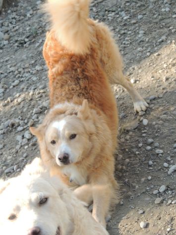 GINGER E FRED, la coppia perfetta - Foto 3