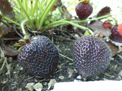 Fragola nera - Foto 2