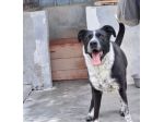 Femmina 5anni salvata 3anni fa..PUGLIA SOS