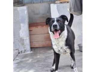 Femmina 5anni salvata 3anni fa..PUGLIA SOS