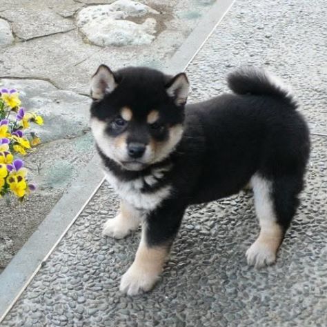 Cuccioli Shiba Inu meravigliosi