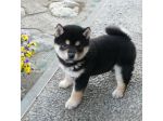 Cuccioli Shiba Inu meravigliosi