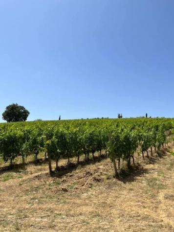 Terreno agricolo in vendita a Castelnuovo Berardenga 1000000 mq Rif: 1284898 - Foto 2