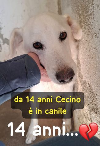CECINO 14 ANNI 15 KG IN CANILE DA 14 ANNI - Foto 2