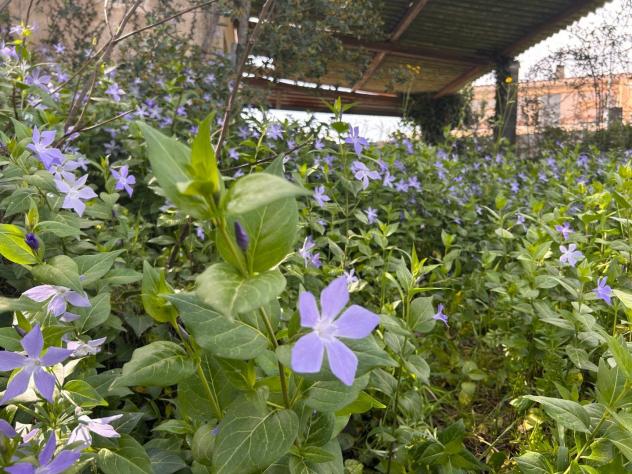 Terreno edif. residenziale in vendita a Chessa - Luogosanto 642 mq Rif: 1399167 - Foto 10