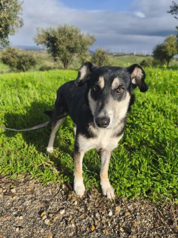 CASPER, 5 ANNI, TAGLIA MEDIA CONTENUTA (20KG), CERCA CASA! - Foto 2