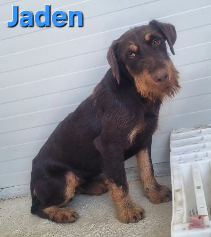 JADEN,Jagd terrier