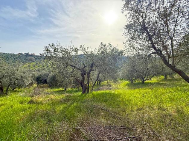 Terreno edif. residenziale in vendita a Riparbella 6500 mq Rif: 1409836 - Foto 5