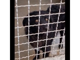 Giò Giò occhi magici, carattere splendido cane in adozione