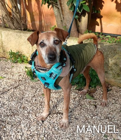 Adozione del cuore per Manuel, taglia piccola - Foto 5