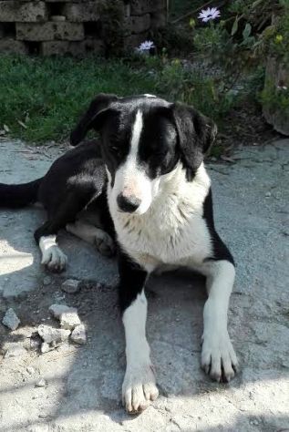 RINGO, tenerissimo cucciolone - Foto 2