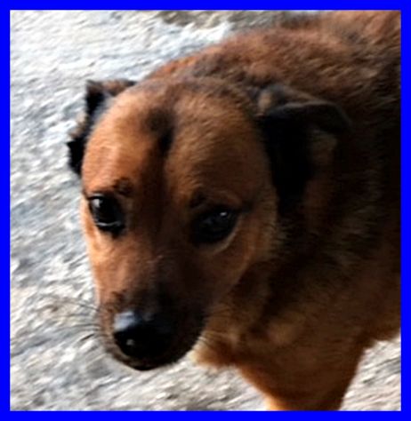 MIMMO,TENERISSIMO SOLO IN CANILE CERCA CASA - Foto 4