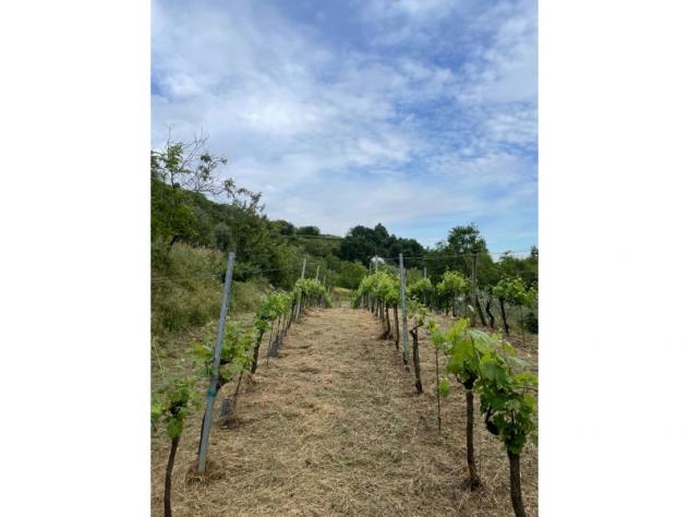 Agricolo in Via Madonna delle Vigne