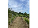 Agricolo in Via Madonna delle Vigne