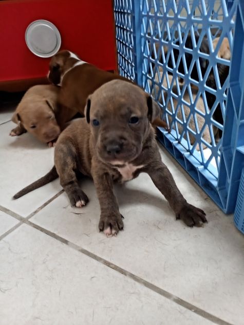 Cuccioli di Pitbull - Foto 6