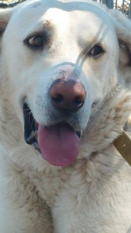 ERCOLE, stupendo mix labrador - Foto 2