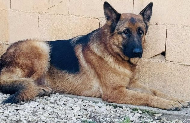 JACK 2 ANNI PASTORE TEDESCO PURO E’ IN CANILE - Foto 7