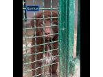 NORMAN NANUK NUCCIA CUCCIOLI IN ADOZIONE