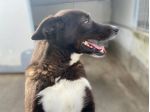 CANE IN ADOZIONE: ZAMPA BIANCA e i suoi calzini.