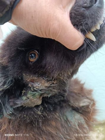 Cucciolona di un anno lasciata marcire in canile - Foto 3