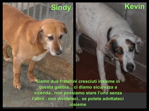 KEVIN E SINDY, cagnoloni adorabili